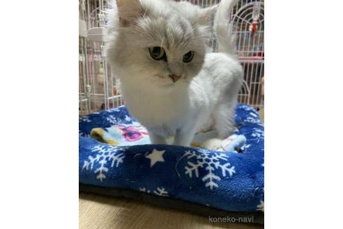 販売中のペルシャの親猫